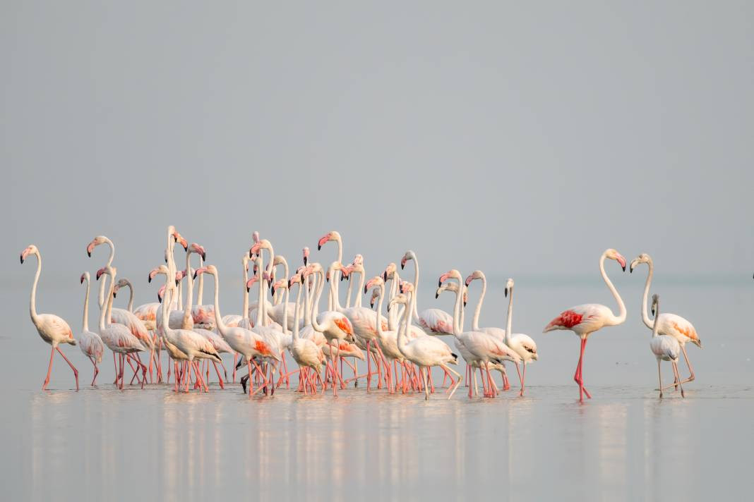 Akyatan’da Flamingo şöleni: Göç molası! - Resim: 19